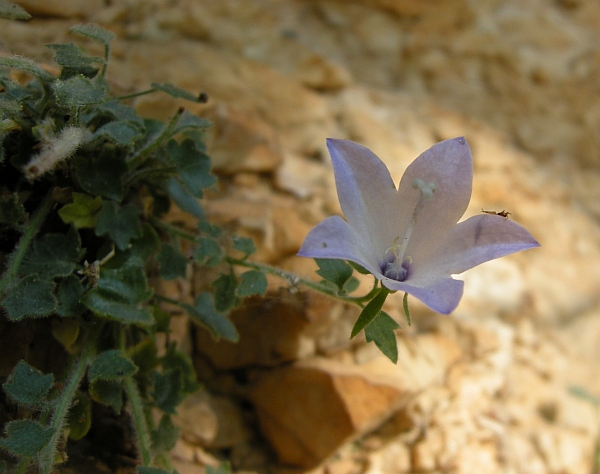 Campanula fragilis subsp. cavolinii / Campanula napoletana